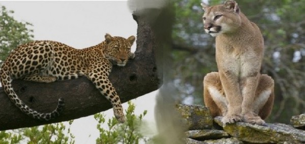 Giro di vite per chi detiene animali pericolosi