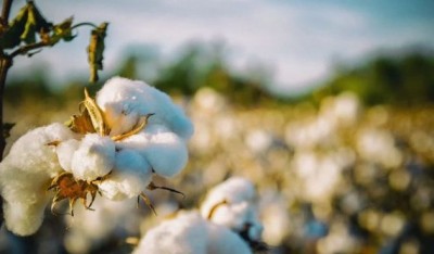China: Muere la primera planta de algodón que germinan en la Luna