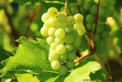 F.Sala: il vino è Italia e rappresenta valore aggiunto di qualità nel mondo