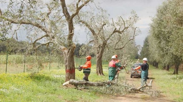 Xylella, D&#039;Amato (M5S): Emiliano si svegli e l&#039;Ue si assuma sue responsabilità