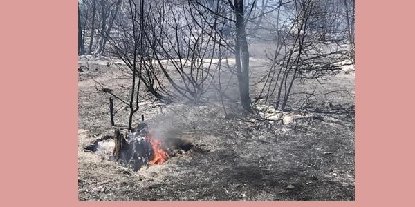 Dossier dei Verdi su caldo, incendi e siccità «in fumo 125mila ettari»