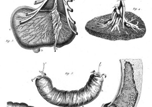 Anatomia dello stomaco, del fegato, del pancreas, della milza e dell&#039;intestino nel 1760
