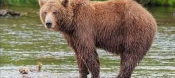 Trentino - «Saremo il vostro incubo» animalisti sul piede di guerra per l’ Orsa uccisa