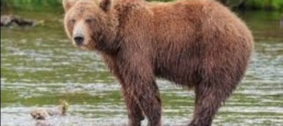 Trentino - «Saremo il vostro incubo» animalisti sul piede di guerra per l’ Orsa uccisa