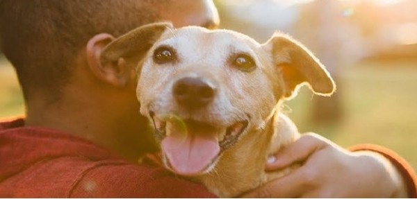 Cani addestrati per rilevare anche la malaria nell&#039;uomo,dopo i segni di alcuni tumori e il rischio di coma diabetico