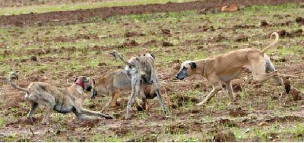 Per ottenere i Mondiali di calcio il Marocco sta sterminando i cani randagi