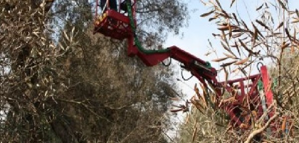 Manovra, per Xylella deroga degli espianti, il plauso di Dario Stefàno