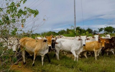 Empresarios extranjeros no invertirán en el sector primario de Venezuela hasta que no haya seguridad jurídica