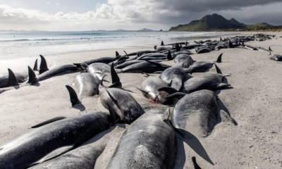 Balene spiaggiate alle Isole Chatham