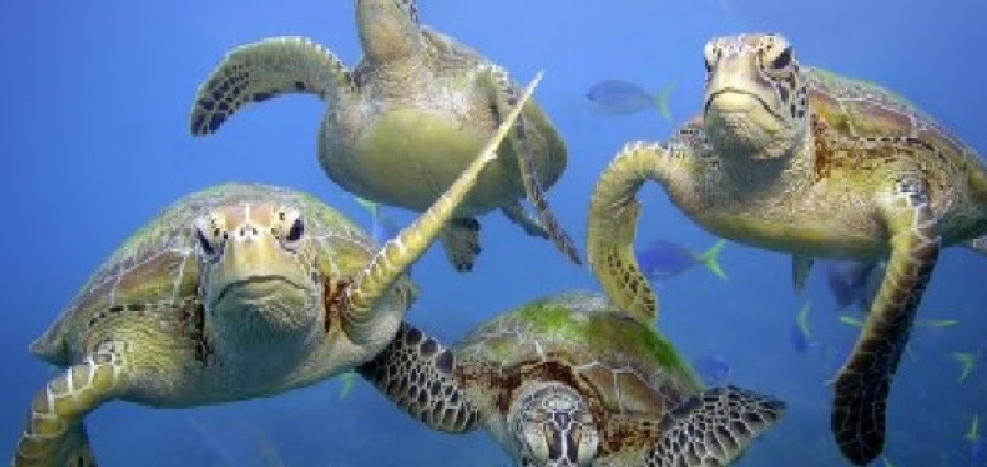 Animali: WWF, salvata la piccola tartaruga spiaggiata dalla mareggiata in Puglia