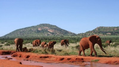 Contro il commercio di avorio petizione per salvare gli elefanti