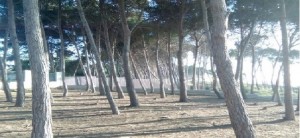 Taranto - Fermiamo lo scempio. Il sindaco blocchi il porticciolo nella pineta Blandamura