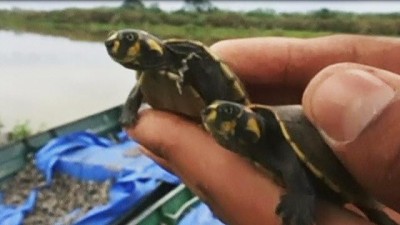 70 thousand baby turtles released into Bolivian rivers
