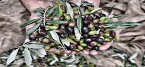 Scelte strategiche per il futuro dell&#039;olivicoltura salentina