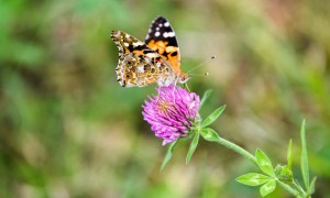 La farfalla femmina sceglie il maschio dalla brillantezza dei suoi colori