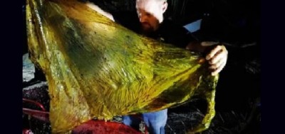 Ambiente. Filippine, trovata balena morta con 40 kg di plastica nello stomaco.