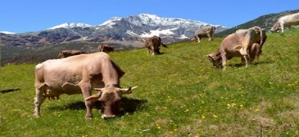 L’interazione tra le comunità di organismi dei pascoli alpini