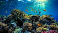 tra Capocotta e Torvajanica a Ostia c’è la più grande barriera corallina del Mediterraneo
