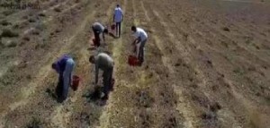 La Sinistra sulle vittime del caporalato