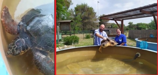 WWF: da quest’anno anche droni, bici elettriche e una vela a motore per monitorare le tartarughe sulle spiagge