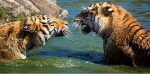 WWF - i conflitti con l’uomo la principale minaccia per la tigre dell’Amur o tigre siberiana
