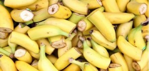 Non solo emergenza xylella, SOS fungo killer della banane