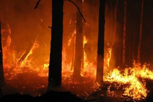 Incendi, una parte di un oasi wwf, in un mese in fumo quanto era successo in tutto il 2016