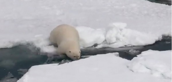 Un video di Gabriele Muccino per promuovere l’Ora della Terra di oggi 24 marzo