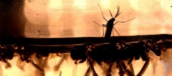 La febbre chikungunya è diventata un caso politico e Zingaretti accusa Raggi