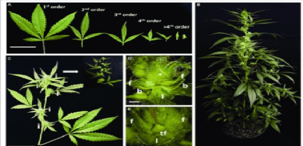 Cassazione: vendere le infiorescenze di cannabis sativa è illegale