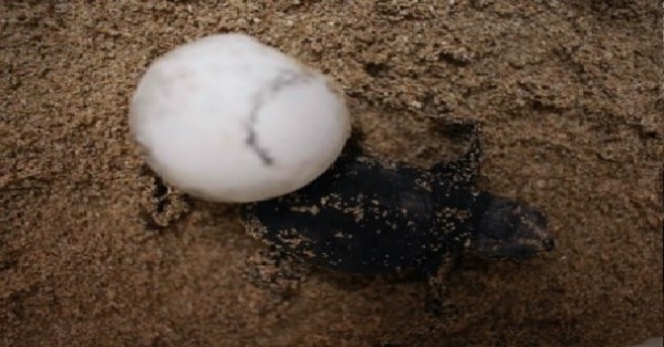 Tartarughe marine, gli esperti WWF provano a salvare i piccoli del nido di Torricella in provincia di Taranto