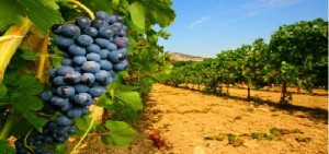 Vino, addio a una bottiglia su quattro: è finita la vendemmia più scarsa dal dopoguerra