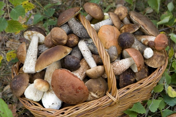 Tempo di funghi, le regole d&#039;oro per la raccolta e il consumo in sicurezza