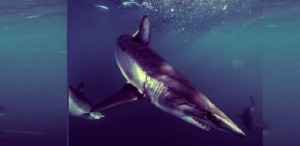 Avvistato squalo Mako in Croazia, dal mar Adriatico potrebbe giungere presso le coste italiane