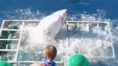 Watch: Diver&#039;s miraculous escape after shark smashes into cage