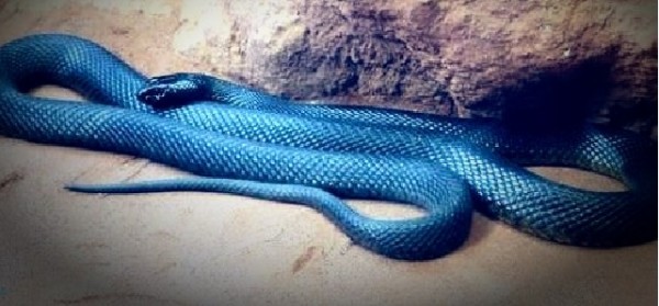 Il serpente più lungo d&#039;Europa sulla spiaggia adriatica