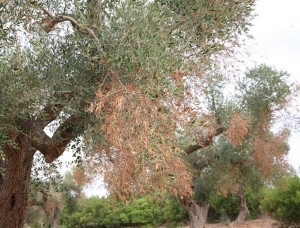 Xylella, D&#039;Amato (M5S): da UE nulla di fatto sui reimpianti, clima di incertezza favorisce speculazioni