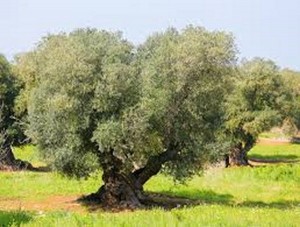 Xylella, D&#039;Amato (Xylella,): legge regionale un vicolo cieco, Emiliano venga a Bruxelles per la revisione della decisione di esecuzione