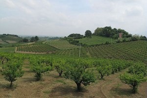 Agricoltura, dalla Regione Emilia 28,8 milioni di euro per i giovani agricoltori