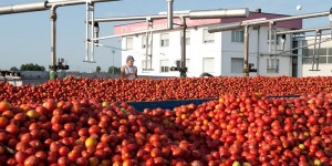 Il Consorzio Casalasco del Pomodoro e&#039; miglior impresa del settore agroalimentare della Regione Lombardia