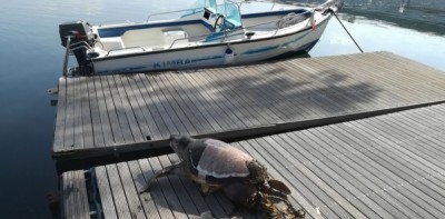 Wwf: Tartaruga uccisa e affogata attaccata a un sasso a Taranto