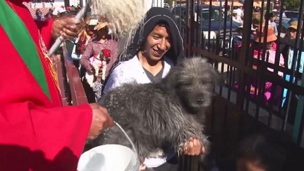 Bolivia: priest blesses animals with holy water