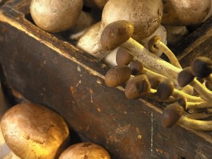 Agricoltura: nella Marca si coltiva 35% dei funghi, in Veneto 50%