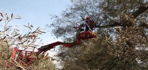 Xylella, Stefàno (PD): “Approvi nostri emendamenti se ci tiene davvero a cambiare passo&quot;
