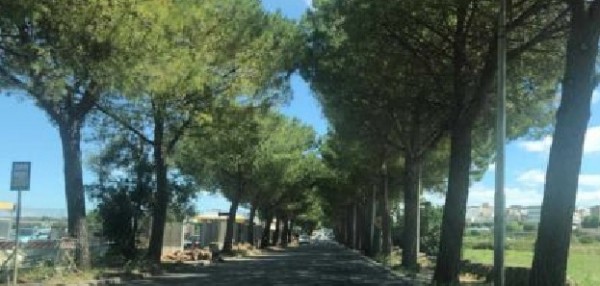 Grottaglie (Taranto) Articolo Uno si rivolgerà al Prefetto per l’abbattimento dei pini