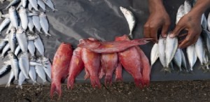 Fish Dependence Day: da oggi solo pesce di importazione per i consumatori europei