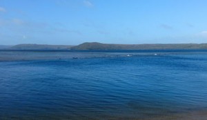 Settanta balene spiaggiate in Tasmania, soccorsi in atto