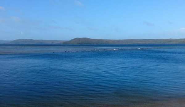 Settanta balene spiaggiate in Tasmania, soccorsi in atto