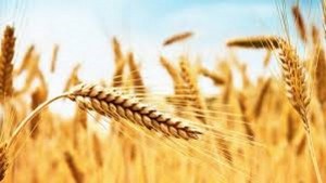 Il grano australiano - La celiachia? È un affare!