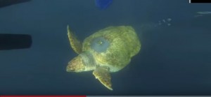 Dall’acquario al mare, la tartaruga finalmente libera nuota per 35 mila chilometri